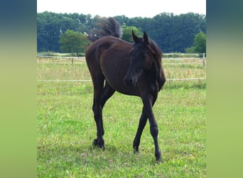 Trakehner, Yegua, 2 años, 167 cm, Negro