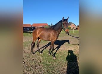 Trakehner, Yegua, 2 años, 168 cm