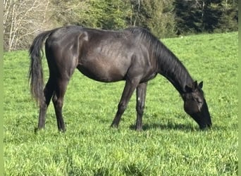 Trakehner, Yegua, 2 años, 168 cm, Negro