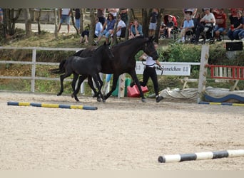 Trakehner, Yegua, 2 años, 170 cm, Tordillo negro