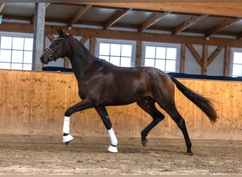 Trakehner, Yegua, 2 años, 171 cm, Castaño