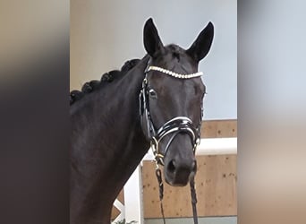 Trakehner, Yegua, 2 años, 172 cm, Negro