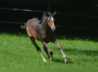 Trakehner, Yegua, 2 años, Castaño oscuro