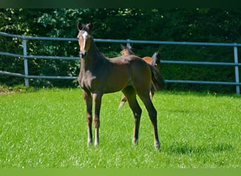 Trakehner, Yegua, 2 años, Castaño oscuro