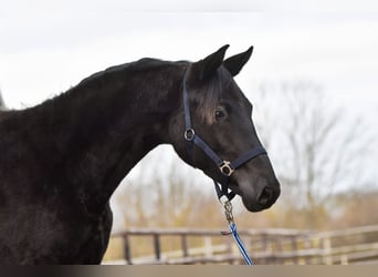 Trakehner, Yegua, 2 años, Negro