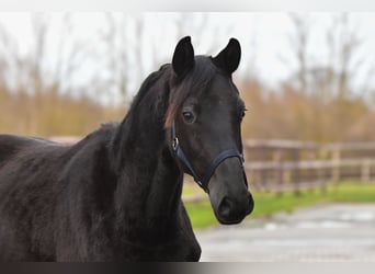 Trakehner, Yegua, 2 años, Negro