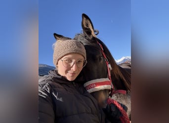 Trakehner, Yegua, 2 años, Negro