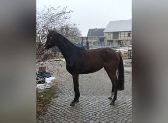 Trakehner, Yegua, 3 años, 154 cm, Castaño oscuro
