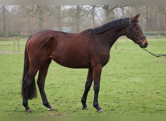 Trakehner, Yegua, 3 años, 158 cm, Castaño