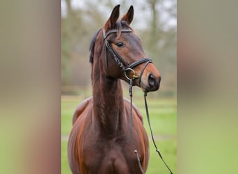 Trakehner, Yegua, 3 años, 158 cm, Castaño