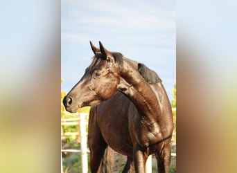 Trakehner, Yegua, 3 años, 158 cm, Negro