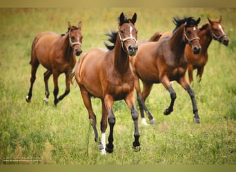 Trakehner, Yegua, 3 años, 160 cm, Castaño