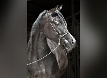 Trakehner, Yegua, 3 años, 160 cm, Morcillo