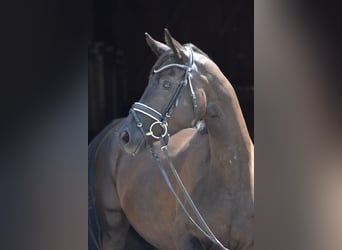 Trakehner, Yegua, 3 años, 160 cm, Negro