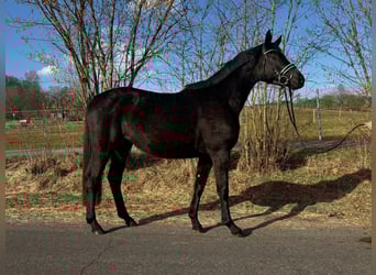 Trakehner, Yegua, 3 años, 160 cm, Negro