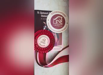 Trakehner, Yegua, 3 años, 162 cm, Castaño oscuro