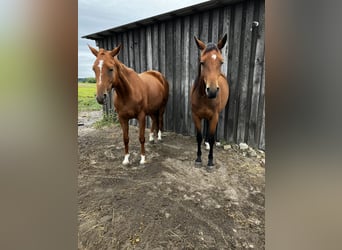 Trakehner, Yegua, 3 años, 163 cm, Castaño