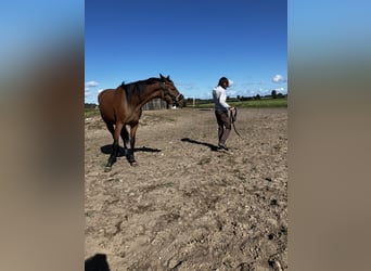 Trakehner, Yegua, 3 años, 163 cm, Castaño