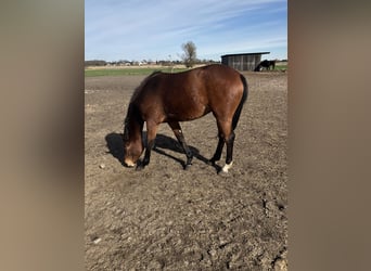 Trakehner, Yegua, 3 años, 163 cm, Castaño