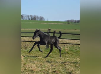 Trakehner, Yegua, 3 años, 163 cm, Negro