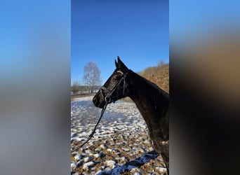 Trakehner, Yegua, 3 años, 163 cm, Negro