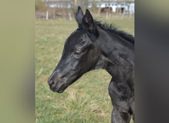 Trakehner, Yegua, 3 años, 163 cm, Negro