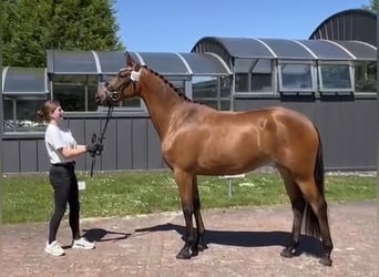 Trakehner, Yegua, 3 años, 164 cm, Castaño