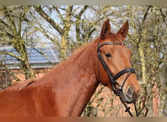 Trakehner, Yegua, 3 años, 165 cm, Alazán
