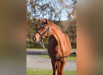 Trakehner, Yegua, 3 años, 165 cm, Alazán