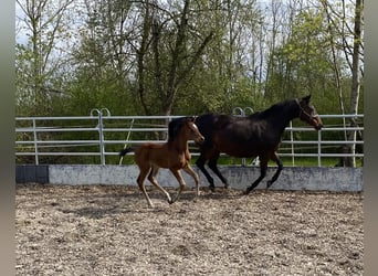 Trakehner, Yegua, 3 años, 165 cm, Castaño