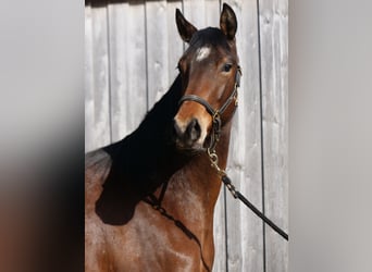 Trakehner, Yegua, 3 años, 165 cm, Castaño