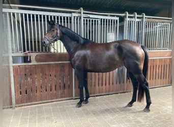 Trakehner, Yegua, 3 años, 165 cm, Castaño oscuro