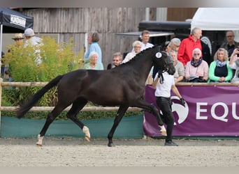 Trakehner, Yegua, 3 años, 165 cm, Negro
