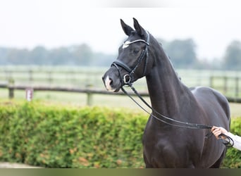 Trakehner, Yegua, 3 años, 165 cm, Negro