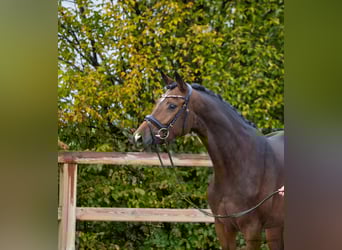 Trakehner, Yegua, 3 años, 166 cm, Castaño