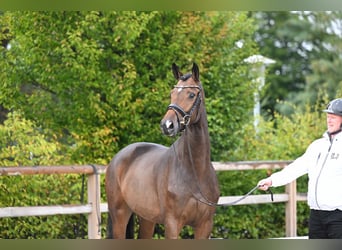 Trakehner, Yegua, 3 años, 166 cm, Castaño