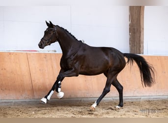 Trakehner, Yegua, 3 años, 166 cm, Morcillo