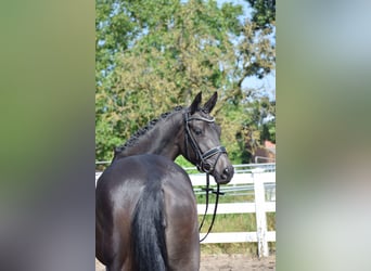 Trakehner, Yegua, 3 años, 167 cm, Morcillo