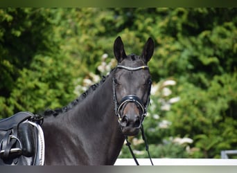 Trakehner, Yegua, 3 años, 167 cm, Morcillo