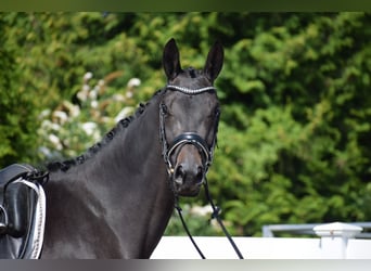 Trakehner, Yegua, 3 años, 167 cm, Morcillo