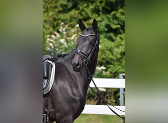 Trakehner, Yegua, 3 años, 167 cm, Morcillo