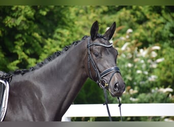 Trakehner, Yegua, 3 años, 167 cm, Morcillo