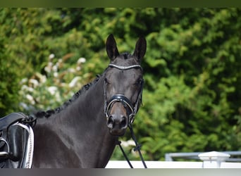 Trakehner, Yegua, 3 años, 167 cm, Morcillo
