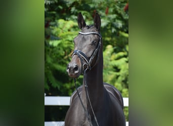 Trakehner, Yegua, 3 años, 167 cm, Morcillo