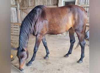 Trakehner, Yegua, 3 años, 168 cm, Castaño oscuro