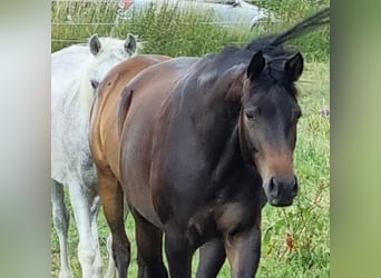 Trakehner, Yegua, 3 años, 168 cm, Castaño oscuro