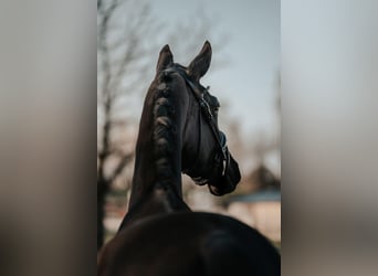 Trakehner, Yegua, 3 años, 169 cm, Negro