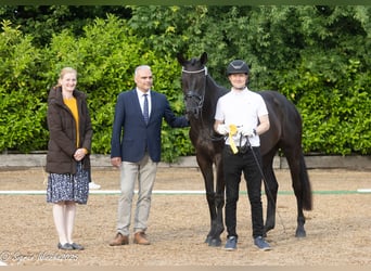 Trakehner, Yegua, 3 años, 169 cm, Negro