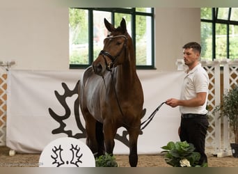 Trakehner, Yegua, 3 años, 170 cm, Castaño