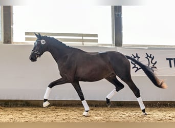 Trakehner, Yegua, 3 años, 170 cm, Castaño oscuro